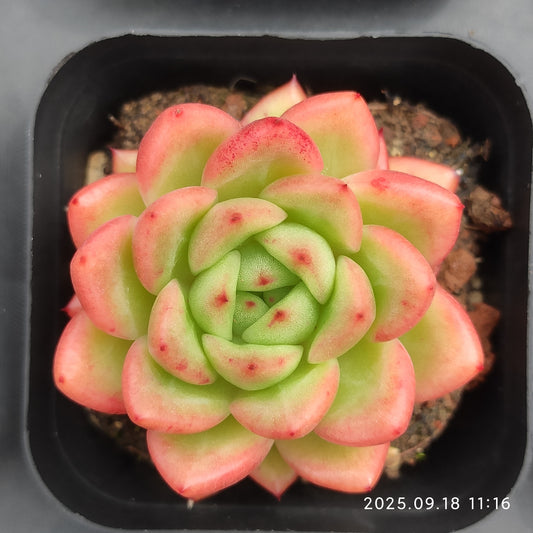 LMM329 Echeveria Red King(6.5cm pot size)