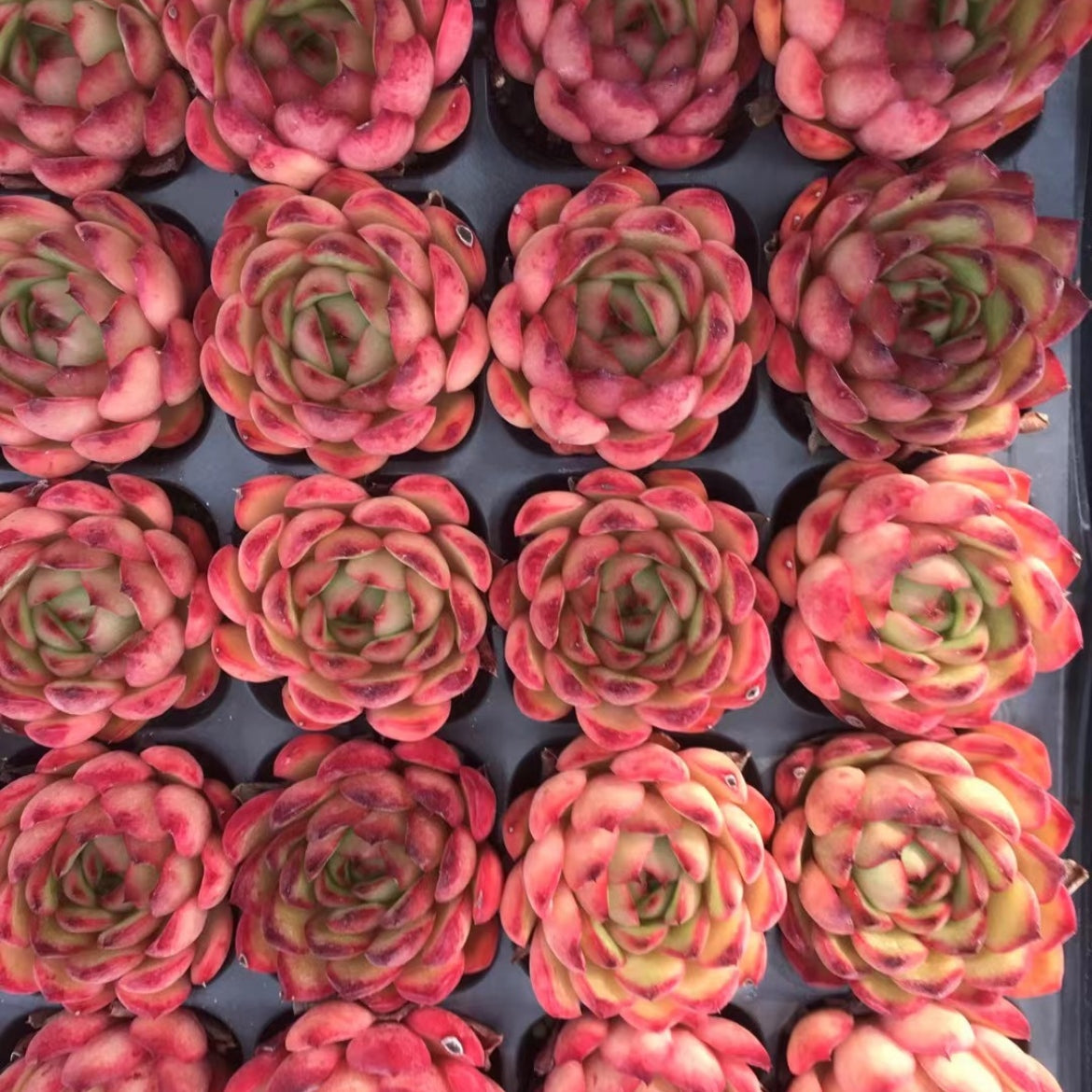 23900 Echeveria Red Moran Hyb (5cm pot size)