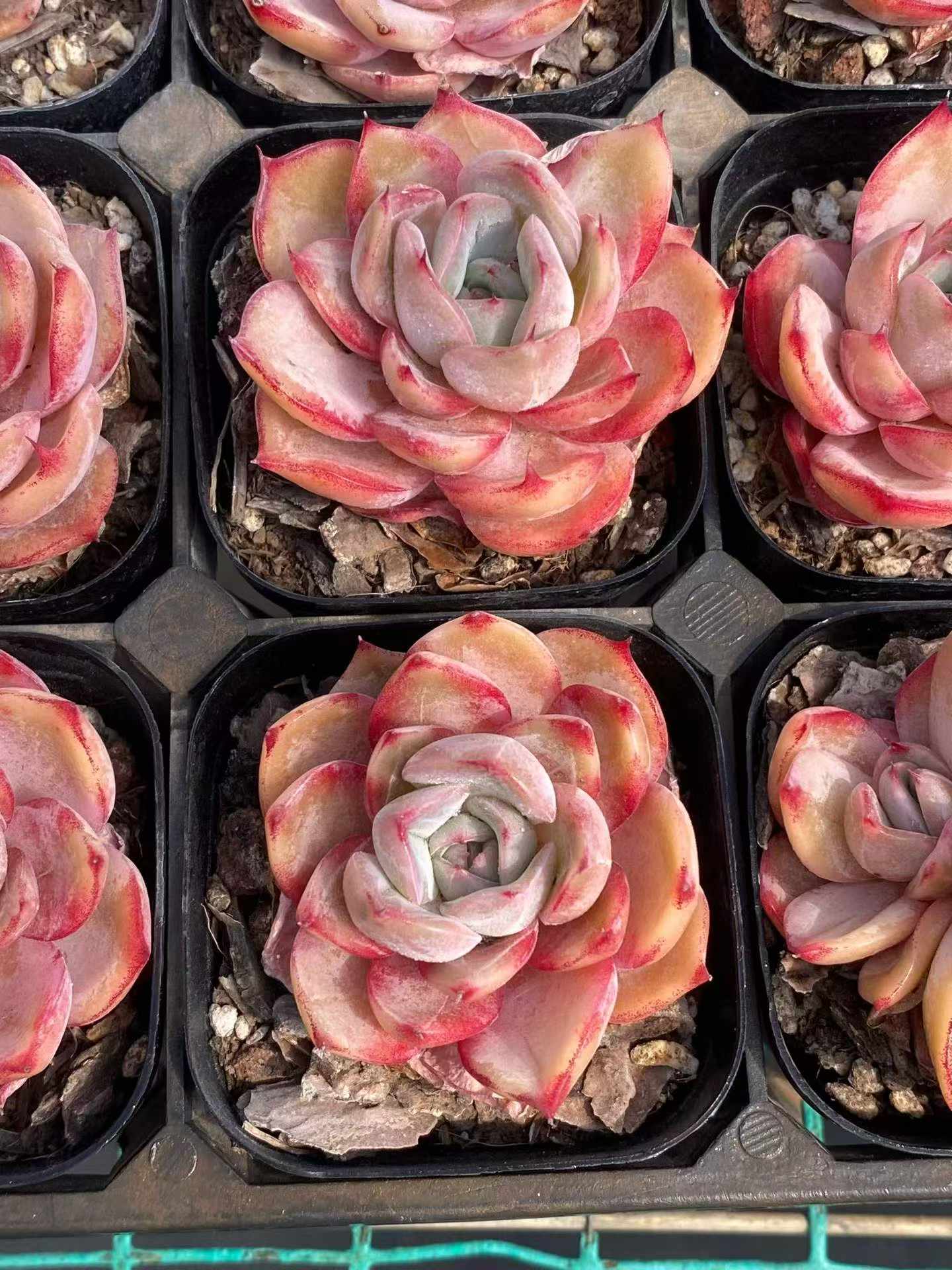 361743 Echeveria Blood Curse (6.3cm pot size)