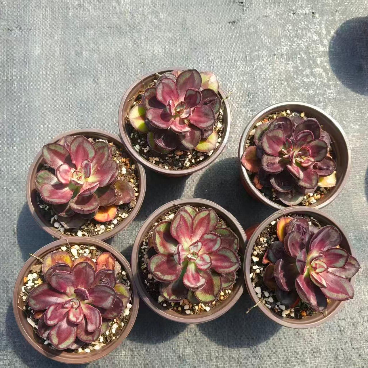 25051 Echeveria Nodulosa (9cm pot size)