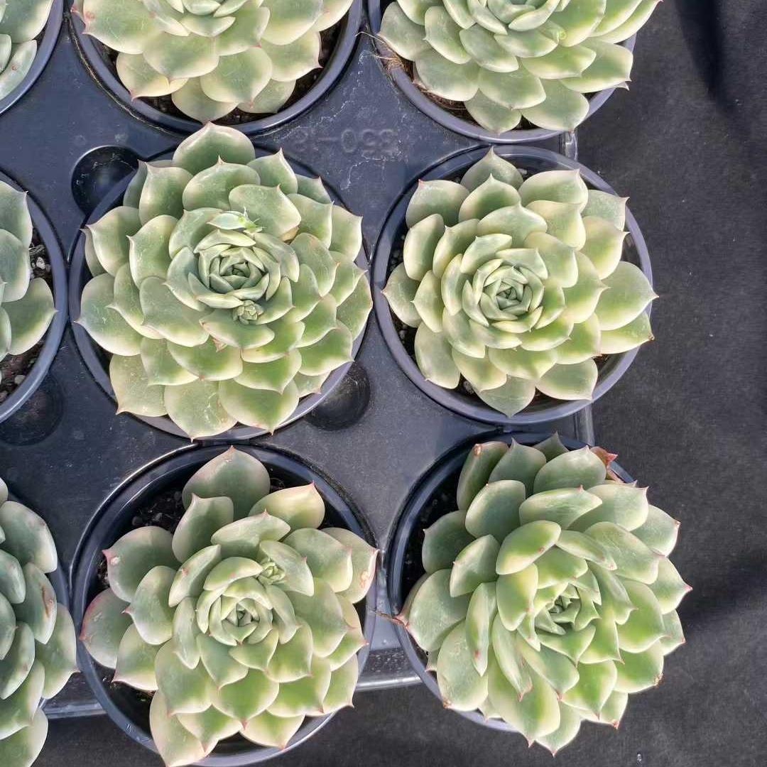22744 Echeveria Erica Variegated (9cm pot size)