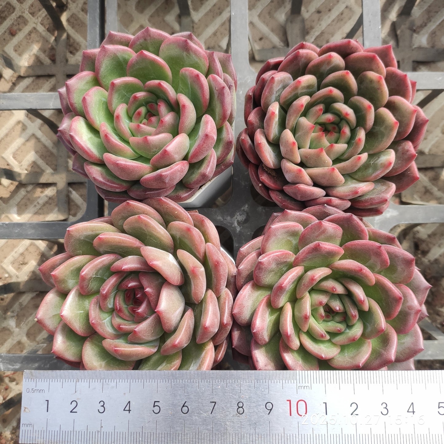 20169 Echeveria Luna (7cm pot size)