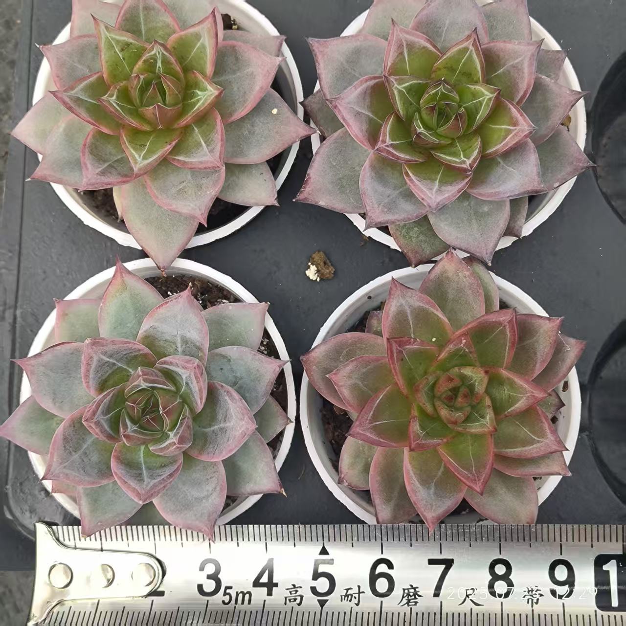 19759 Echeveria Flamingo (6cm pot size)
