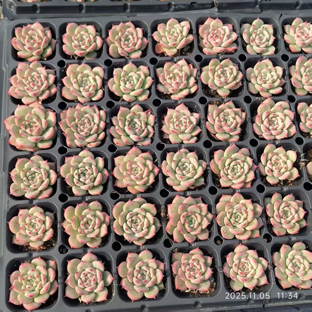 22035 Echeveria AK Maria (4cm pot size)