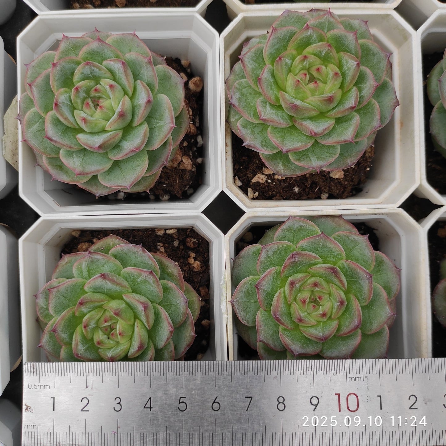 20965 Echeveria Malgan Hyb (7cm pot size)