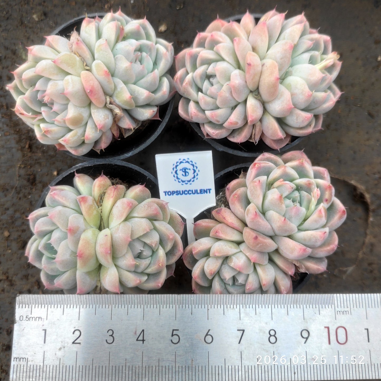 50186 Echeveria Alba Beauty (5.5cm pot size)