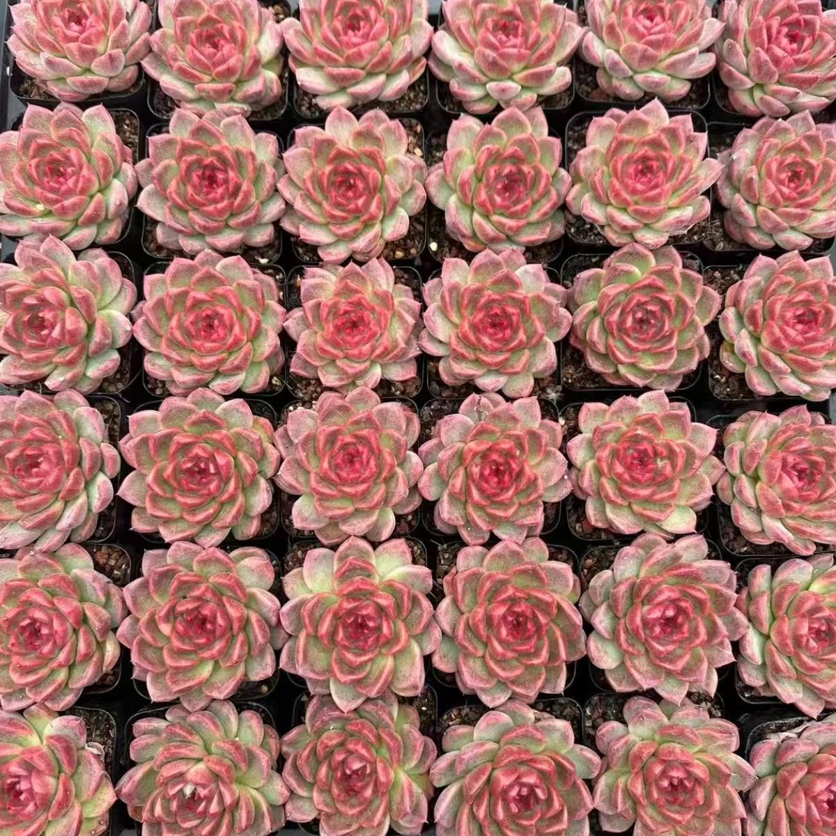 21972 Echeveria Strawberry Bear (7cm pot size)