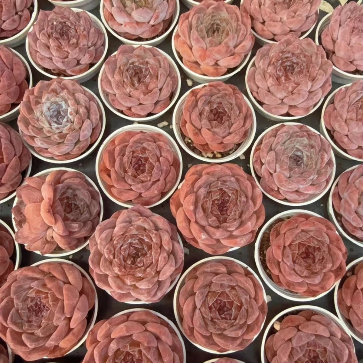 QNY134 Echeveria White Mousse x Hughmillus(5cm pot size)