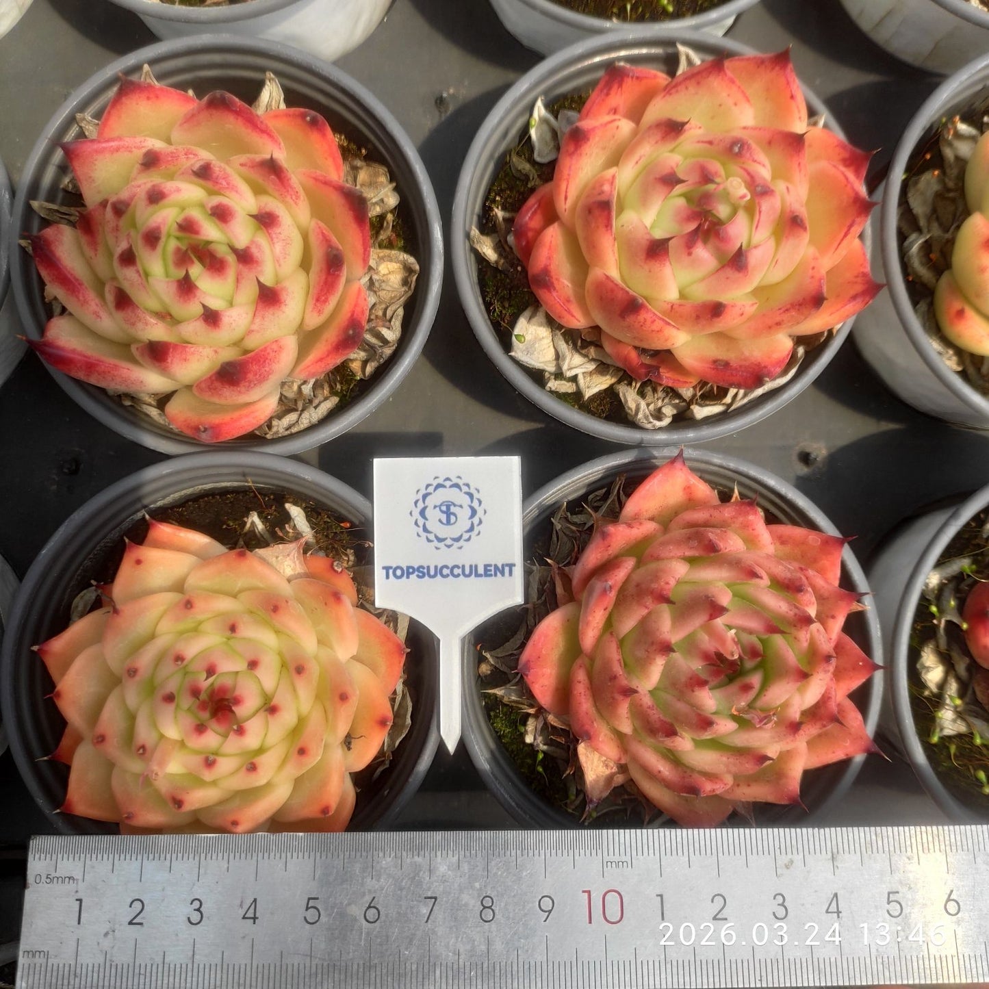 360868 Echeveria Purola (9cm pot size)