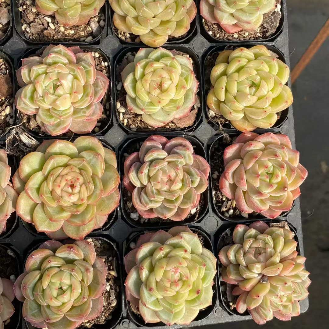 21869 Echeveria Yellow Ocean Star (6.3cm pot size)