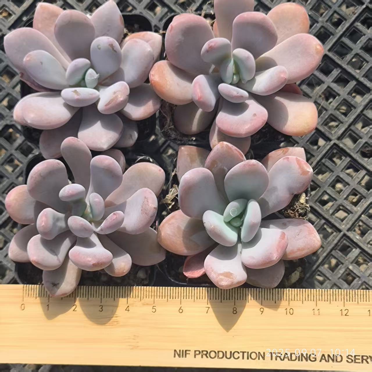 15503 Echeveria Pink Bunny (6.5cm pot size)