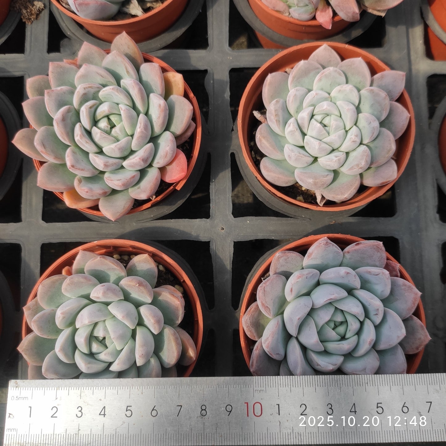 6322 Echeveria Lip Cloud (9cm pot size)