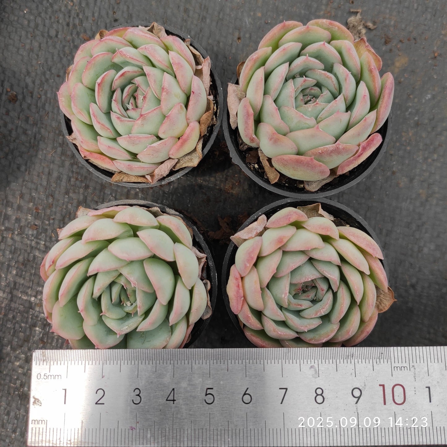 MMT829 Echeveria Strawberry Ice(5.5cm pot size)