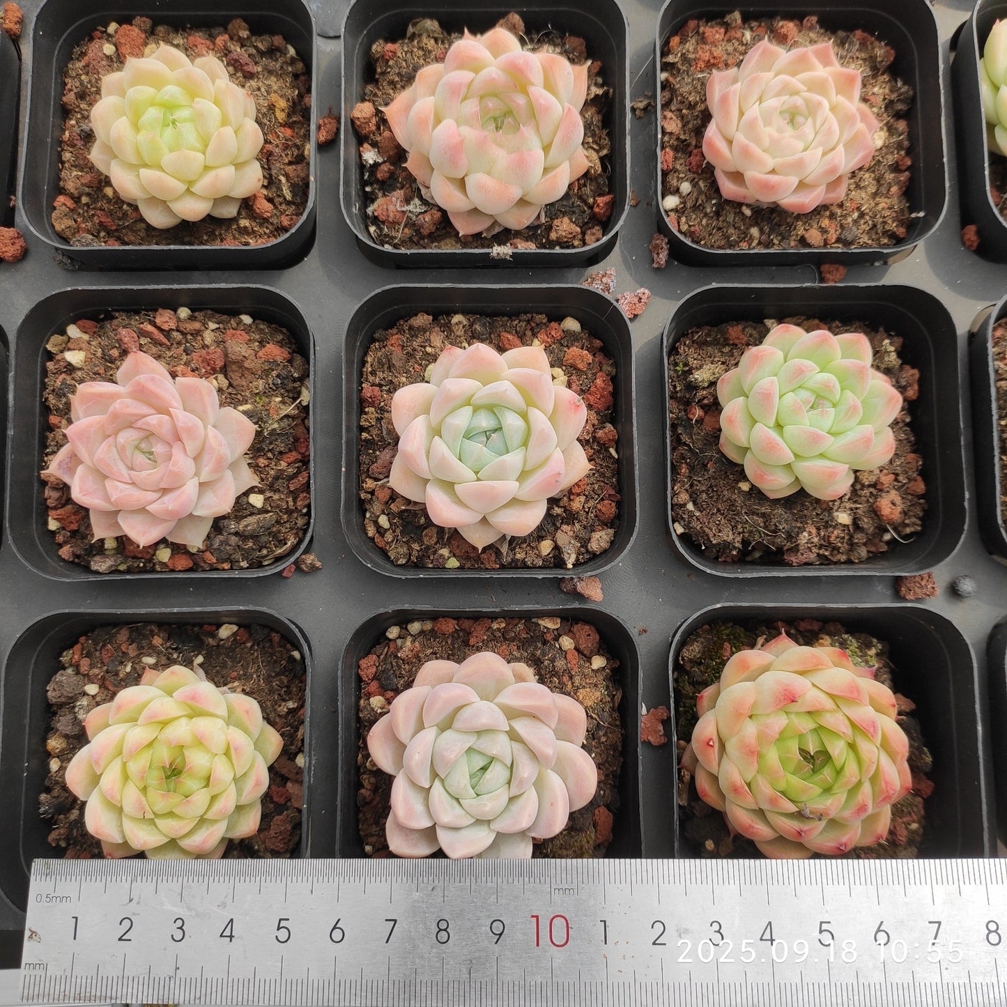 LMM428 Echeveria Hughmillus Hyb(6.5cm pot size)