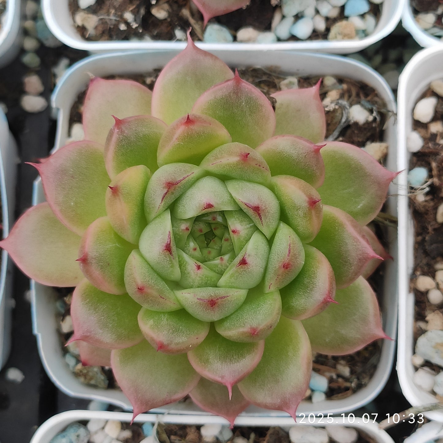 XQ1424 Echeveria Pinecone Jenny Hyb(7cm pot size)