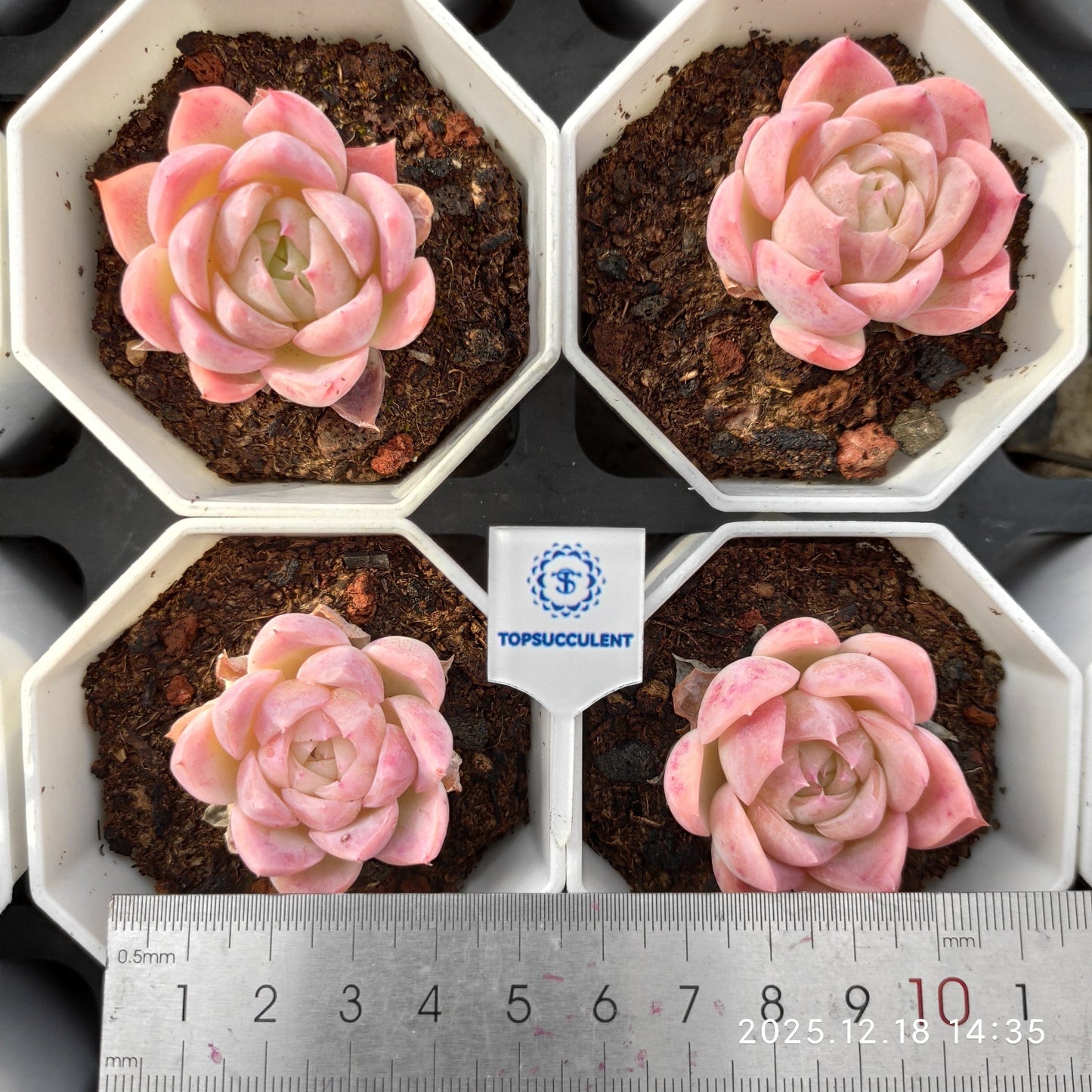 21574 Echeveria Queen Hyb (7cm pot size)