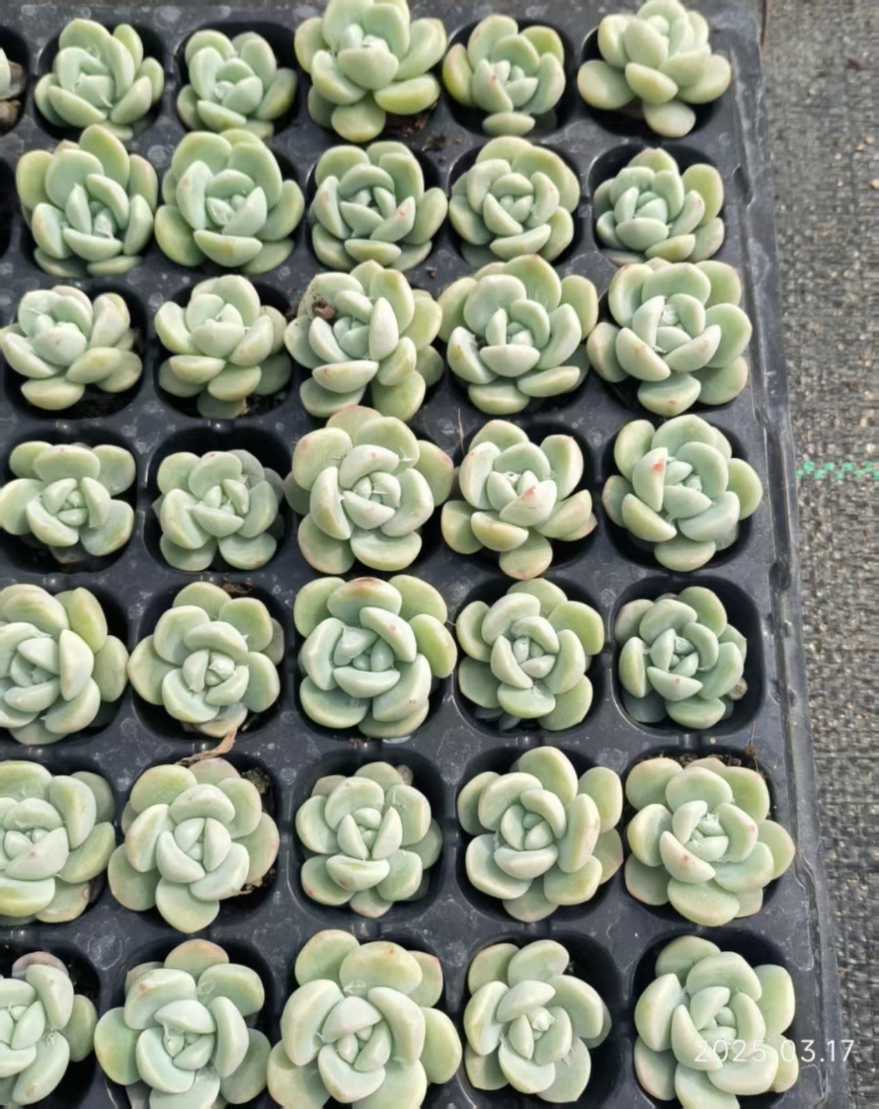17351 Echeveria Ice Green (3cm pot size)