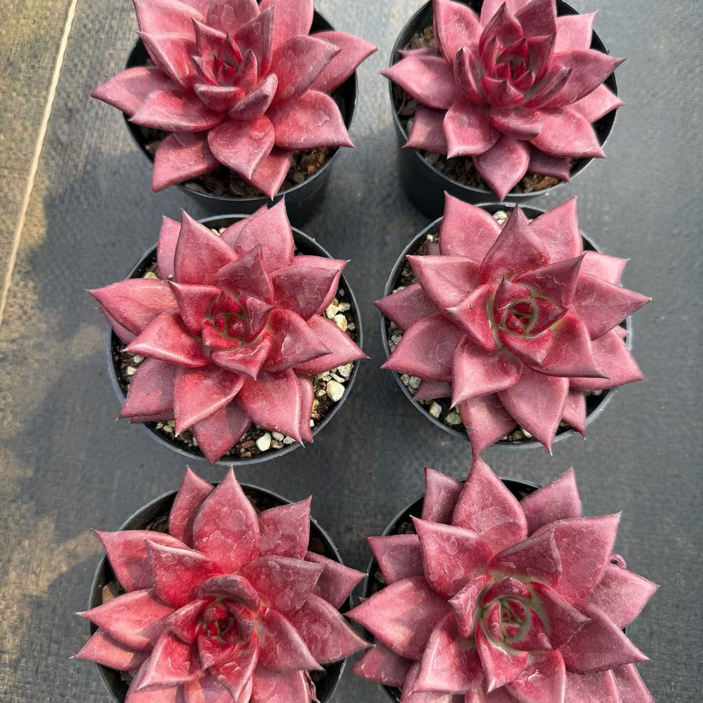 12475 Echeveria Robin (9cm pot size)