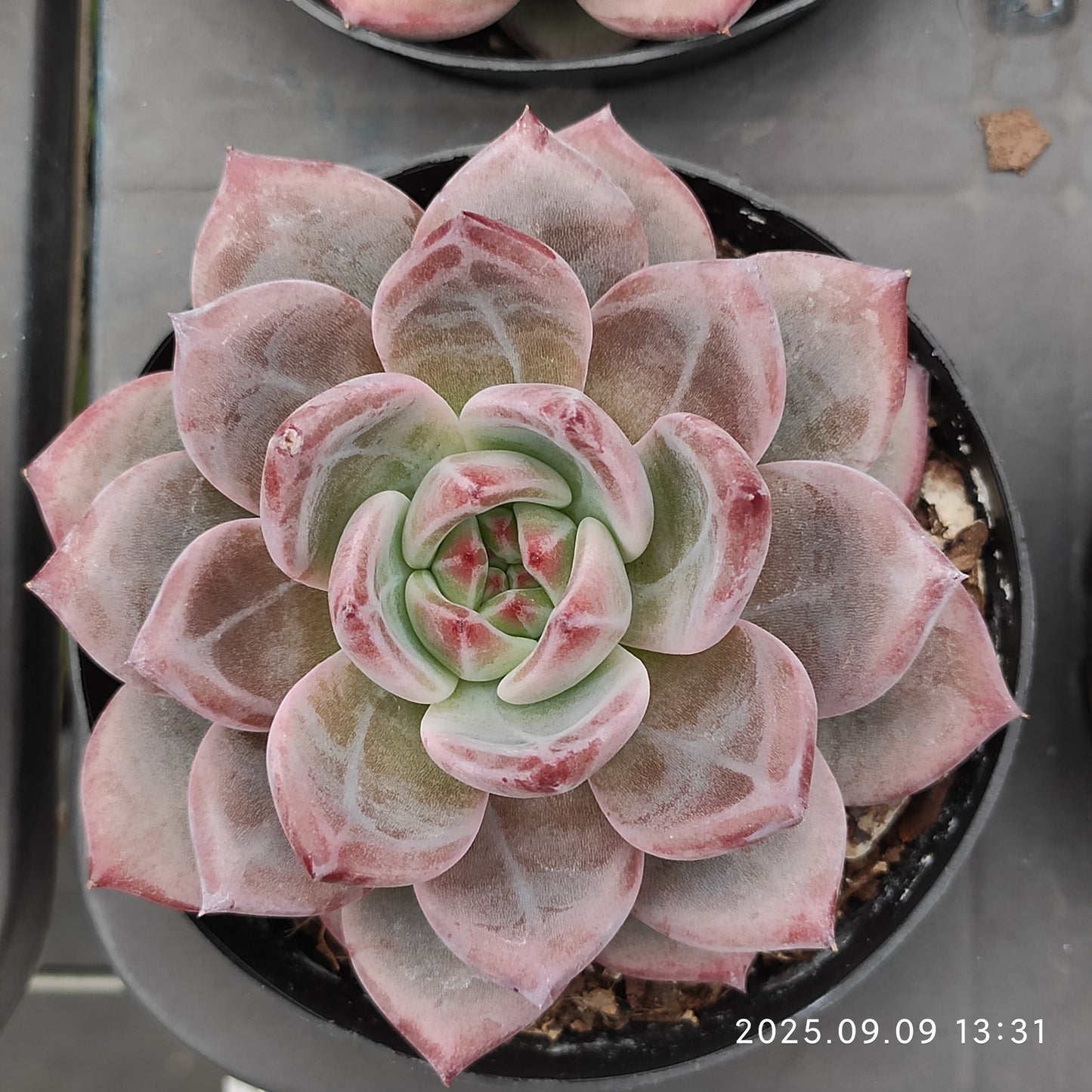 MMT840 Echeveria Dare Devil(9cm pot size)