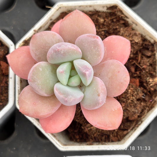 YBB335 Echeveria Egret(7cm pot size)