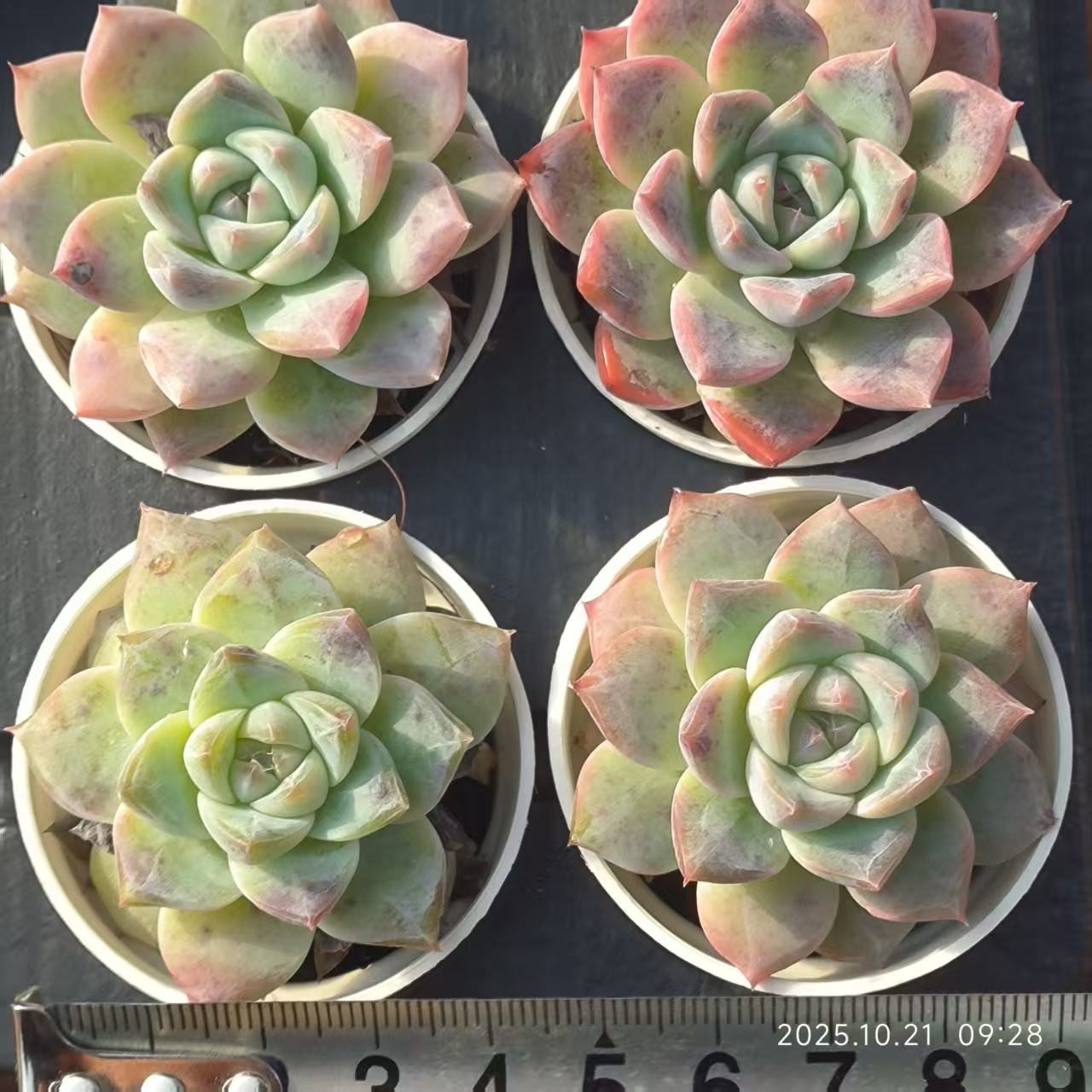 11761 Echeveria Blue Bird Hyb (5cm pot size)