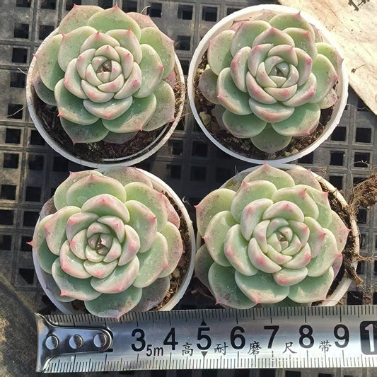 T0533 Echeveria Red Velvet (6cm pot size)