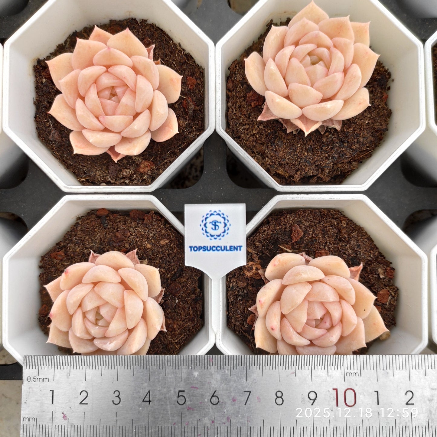 17742 Echeveria Pure Love (7cm pot size)