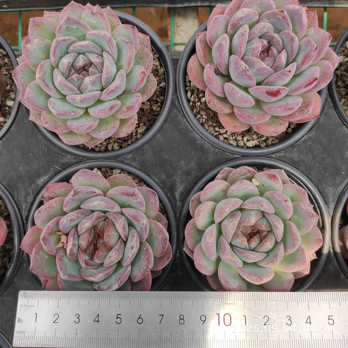 MMY1260 Echeveria Strawberry Almond(9cm pot size)