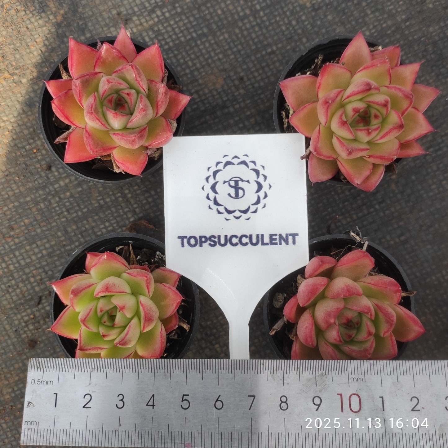18754 Echeveria Dream Queen (5.5cm pot size)