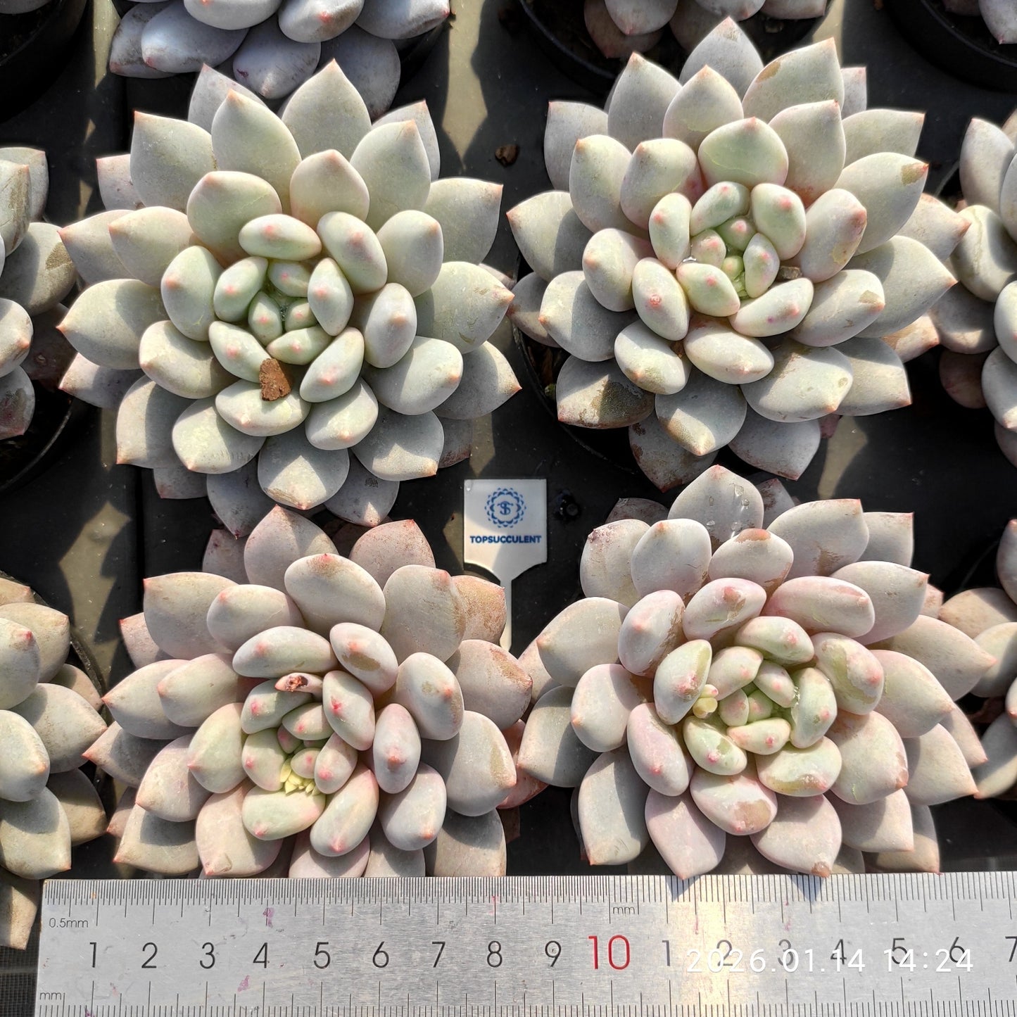 20853 Echeveria Half Summer (9cm pot size)