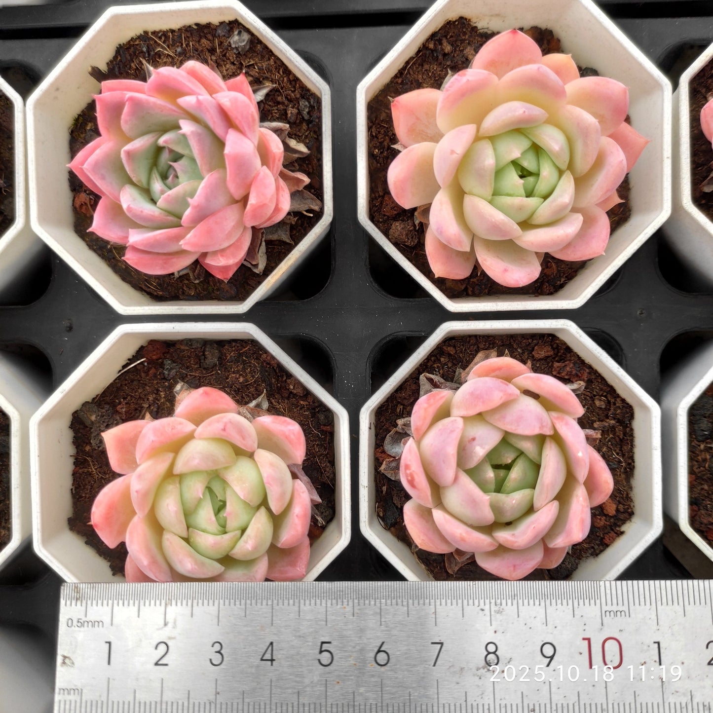 21574 Echeveria Queen Hyb (7cm pot size)