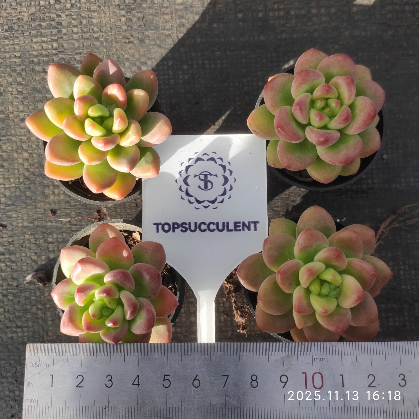 0760 Echeveria Shangri-La (5.5cm pot size)