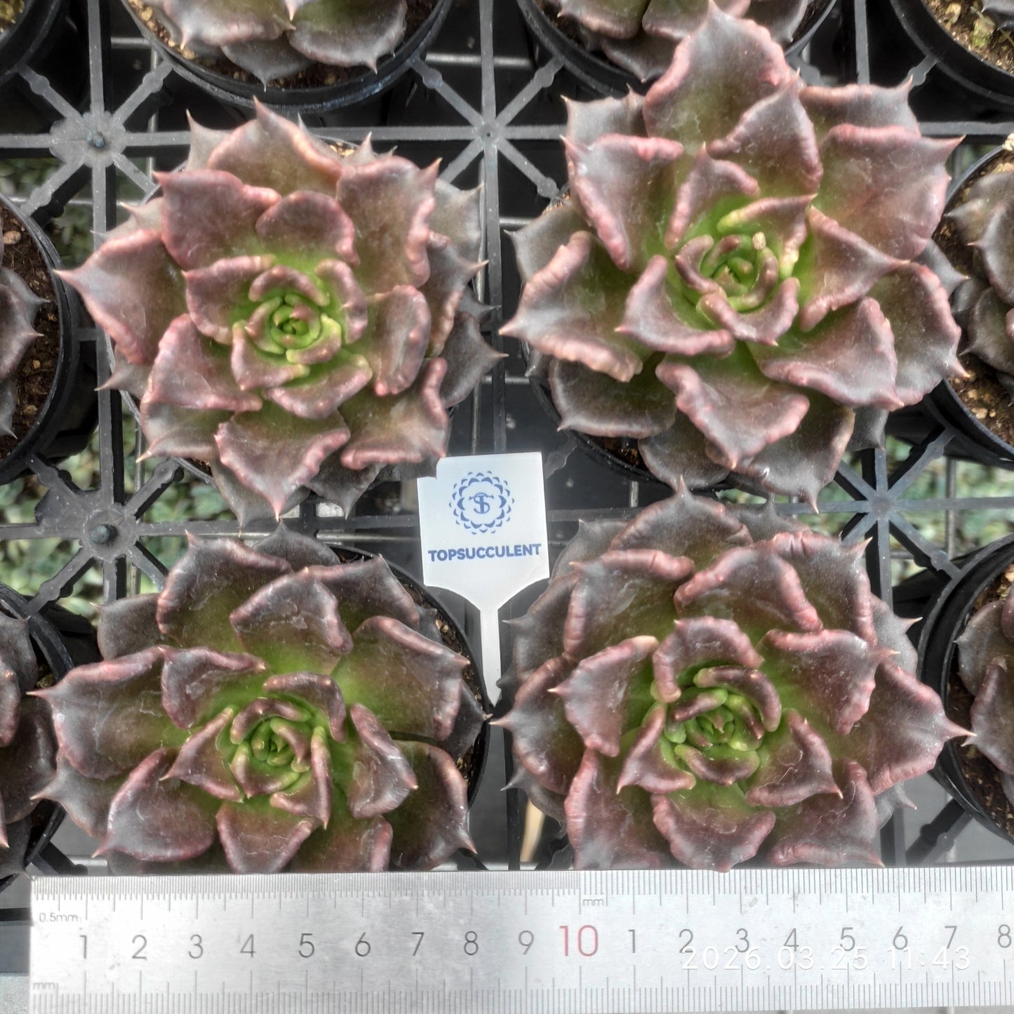 22466 Echeveria Black Madiba (9cm pot size)