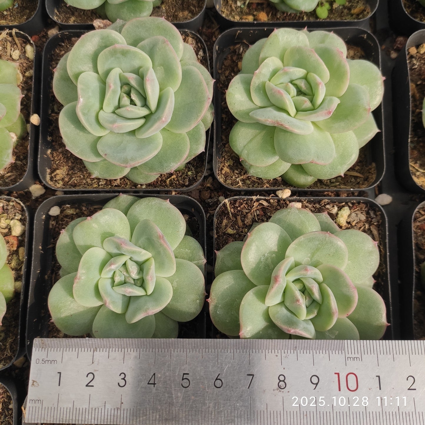 22190 Echeveria Beauty Moon (6cm pot size)