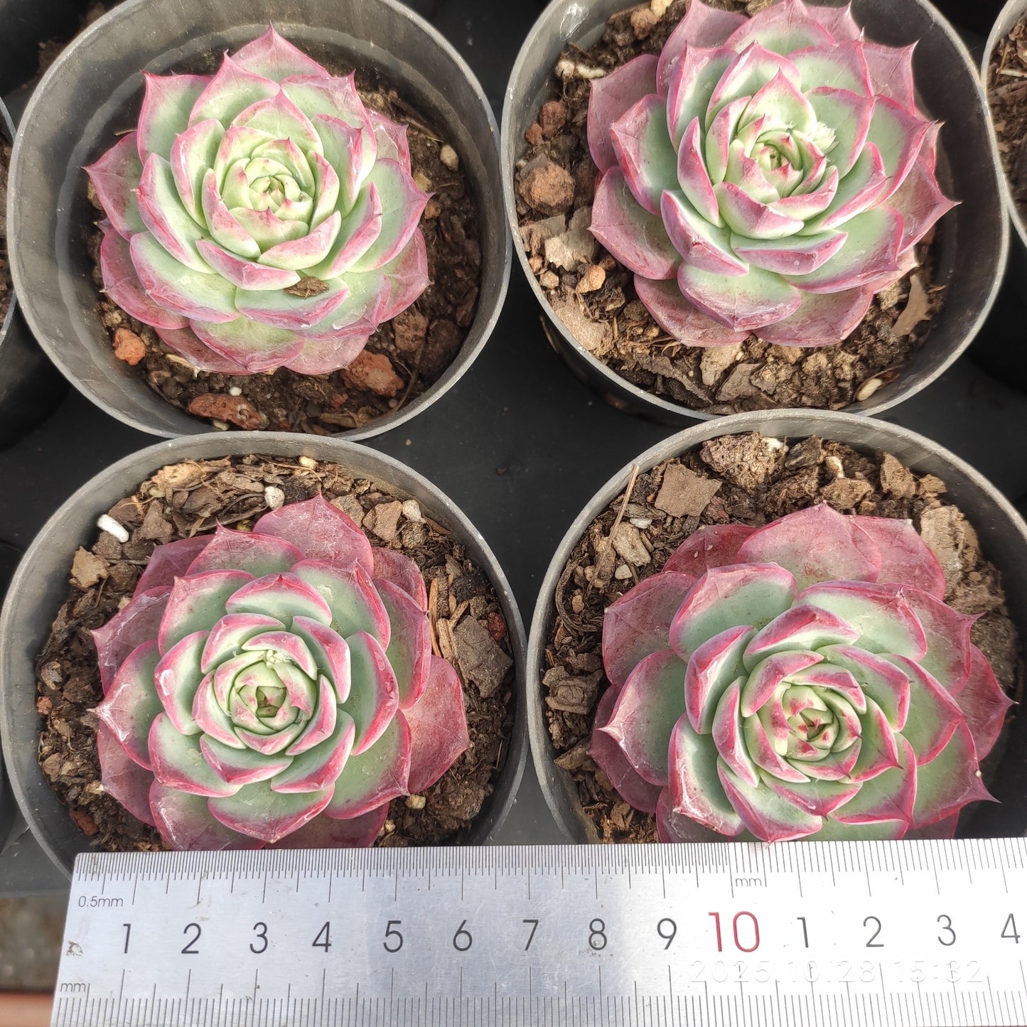 22211 Echeveria Lucky Purple (9cm pot size)