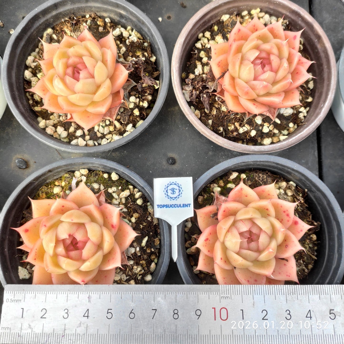 24870 Echeveria Aquamarine (9cm pot size)