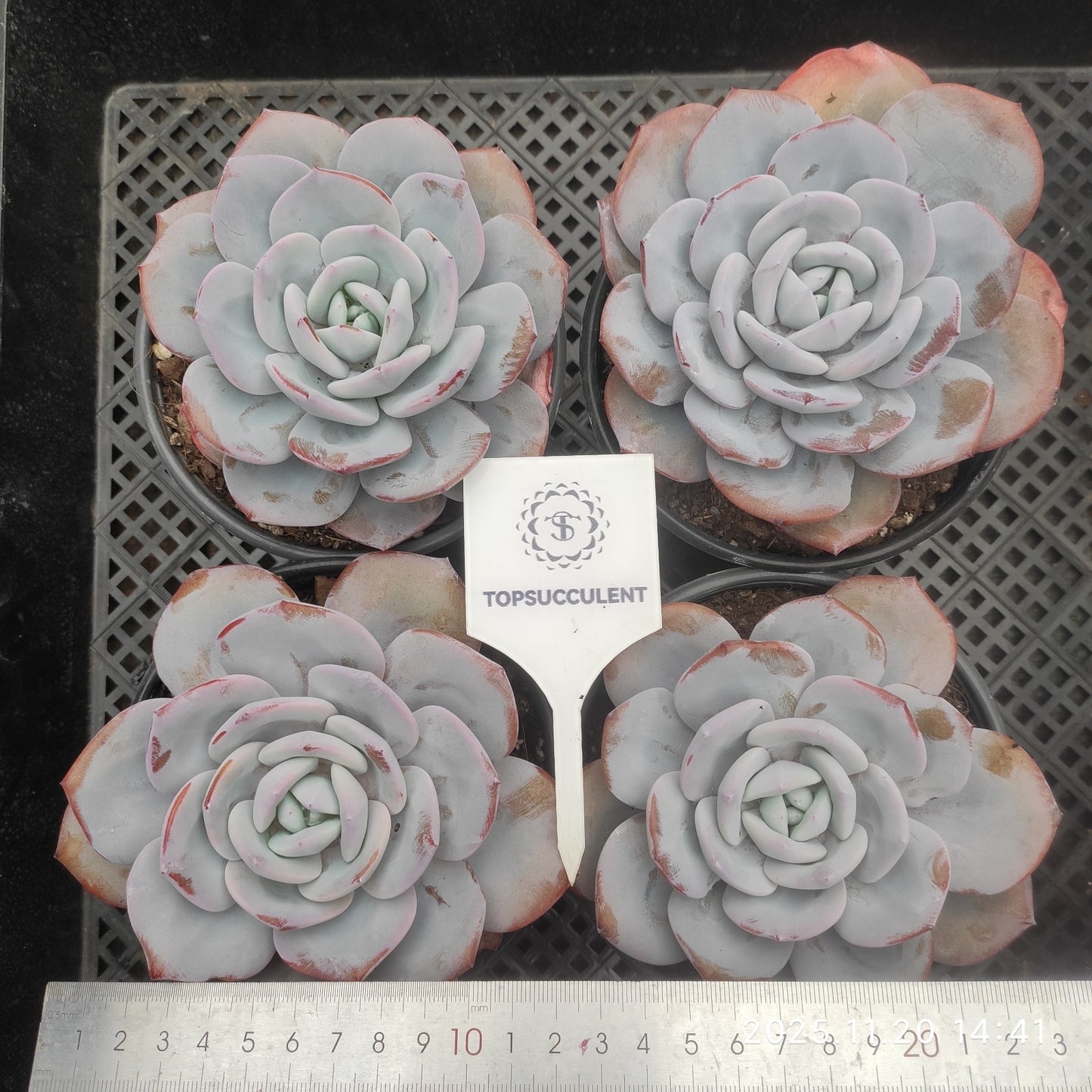 21915 Echeveria Milk Tea (12.5cm pot size)