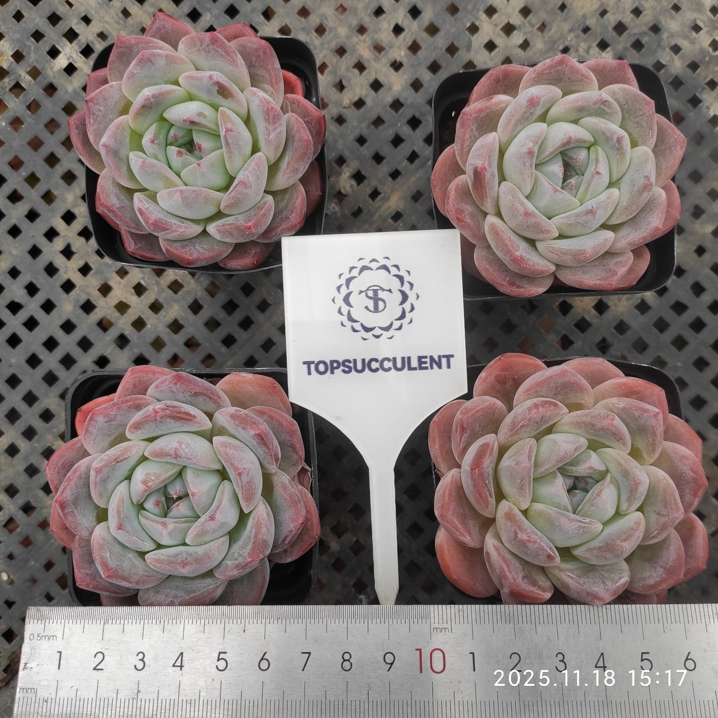 0343 Echeveria Alba Beauty (6.5cm pot size)