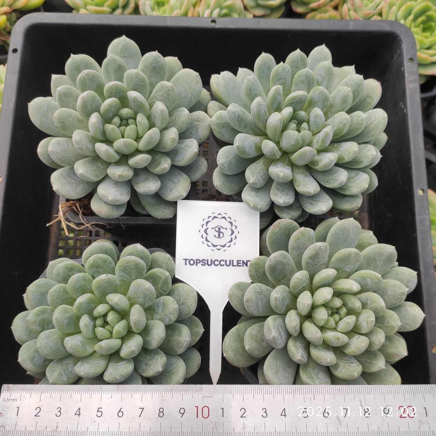 22511 Echeveria Patek Emerald (9cm pot size)