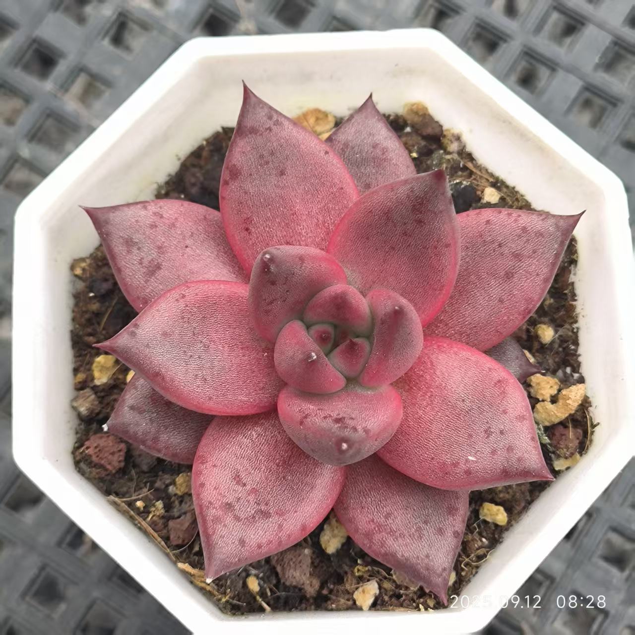 RDD330 Echeveria Romeo(6.5cm pot size)