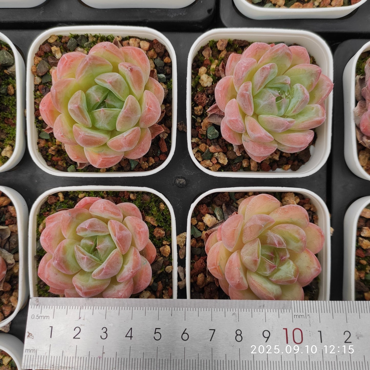 21039 Echeveria Amazing Grace x Cold Bouquet (7cm pot size)