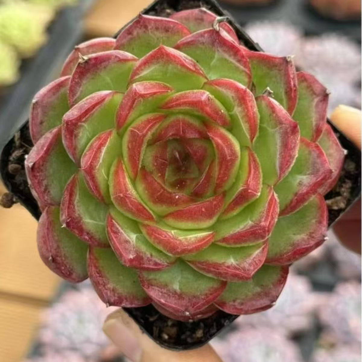 QNY201 Echeveria Overlord Flower(7cm pot size)