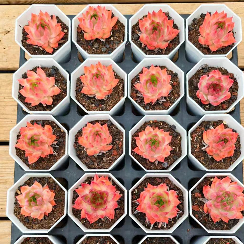 YBB290 Echeveria Angela(7cm pot size)