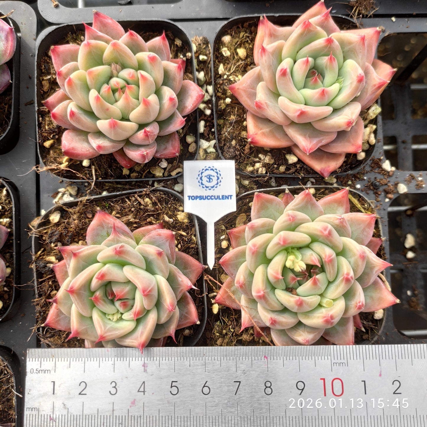 24690 Echeveria Finger Ring (6.5cm pot size)