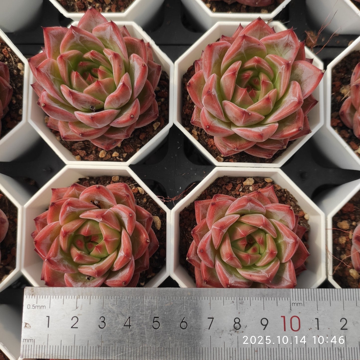 17305 Echeveria Caramel (7cm pot size)