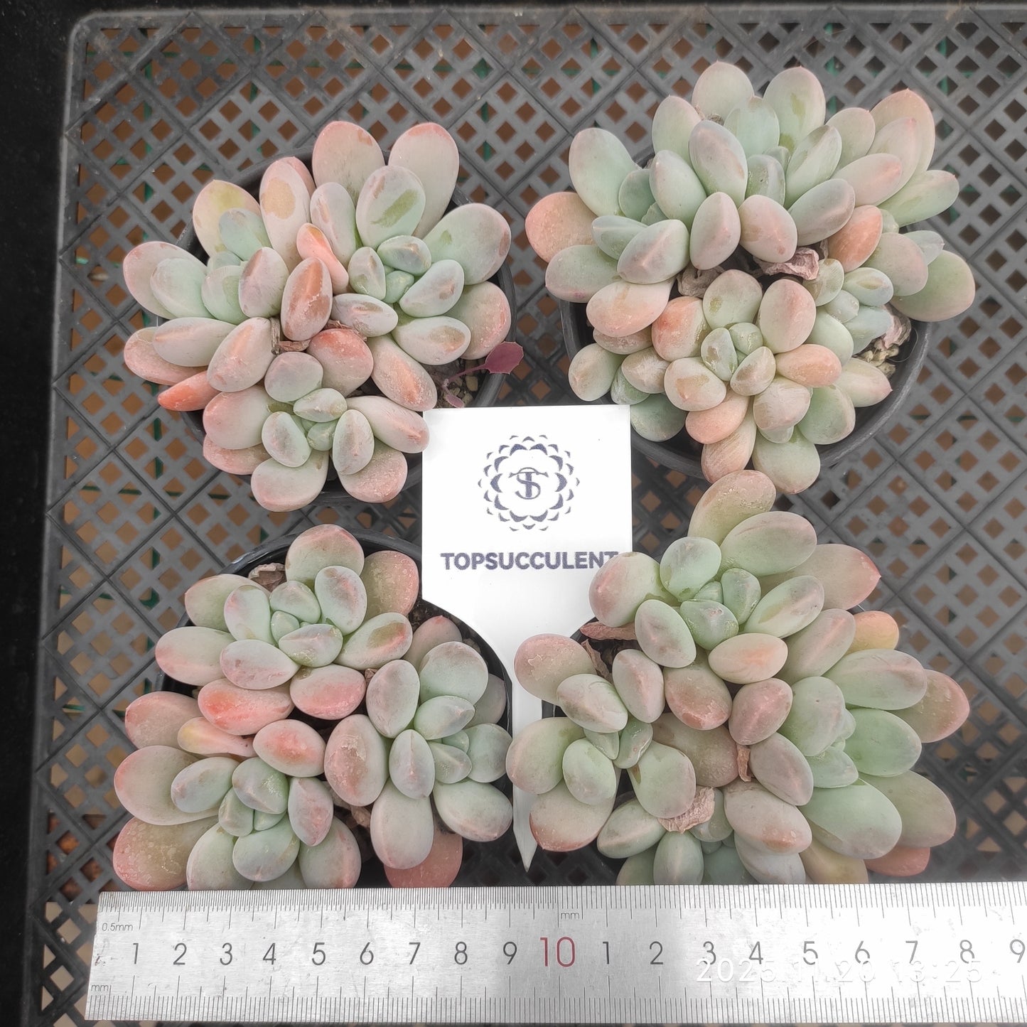 21907 Echeveria Liv Beauty (9cm pot size)