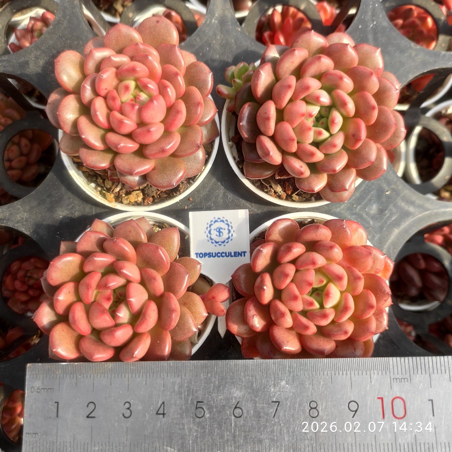 11552 Echeveria Pink Rubby (5.5cm pot size)