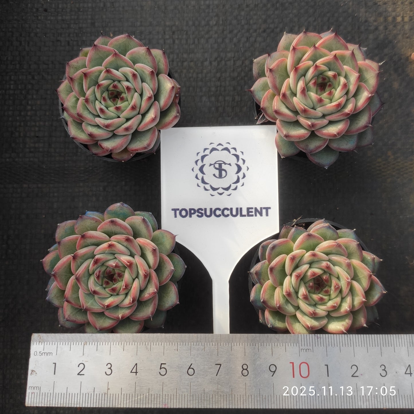 20917 Echeveria Spring (5.5cm pot size)