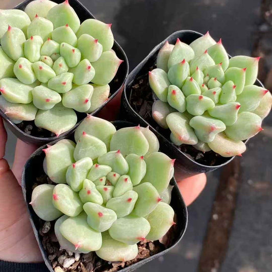 24927 Echeveria Super Milk Hyb (7cm pot size)