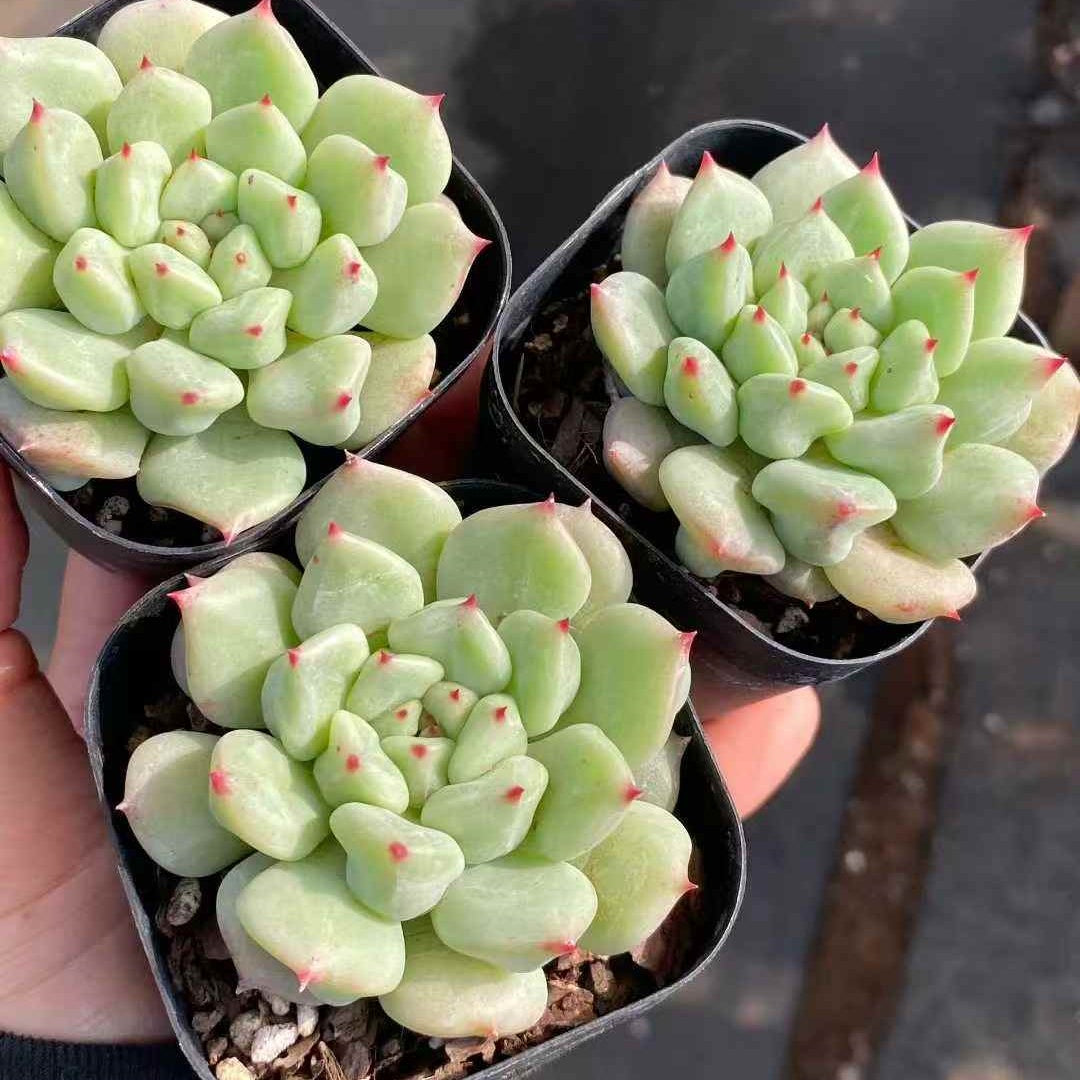 24927 Echeveria Super Milk Hyb (7cm pot size)
